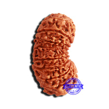 Load image into Gallery viewer, 17 Mukhi Nepalese Gaurishankar Rudraksha - Bead No. 64