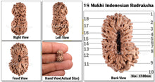 Load image into Gallery viewer, 18 Mukhi Rudraksha from Indonesia - Bead No. 102
