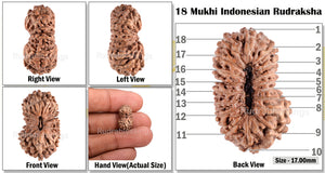 18 Mukhi Rudraksha from Indonesia - Bead No. 102
