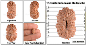18 Mukhi Rudraksha from Indonesia - Bead No. 56