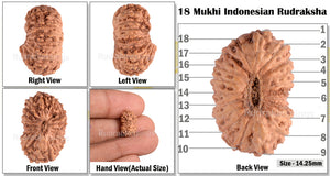 18 Mukhi Rudraksha from Indonesia - Bead No. 76