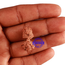 Load image into Gallery viewer, 18 Mukhi Gaurishankar Rudraksha from Indonesia - Bead No. 168