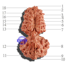 Load image into Gallery viewer, 18 Mukhi Gaurishankar Rudraksha from Indonesia - Bead No. 168