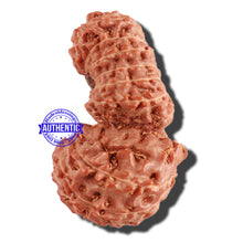 Load image into Gallery viewer, 18 Mukhi Gaurishankar Rudraksha from Indonesia - Bead No. 168