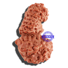 Load image into Gallery viewer, 18 Mukhi Gaurishankar Rudraksha from Indonesia - Bead No. 168