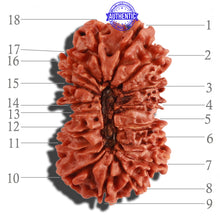 Load image into Gallery viewer, 18 Mukhi Rudraksha from Nepal - Bead No. 52