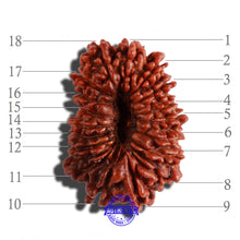 Load image into Gallery viewer, 18 Mukhi Rudraksha from Nepal - Bead No. 53