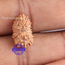 Load image into Gallery viewer, 18 Mukhi Rudraksha from Indonesia - Bead No. 148