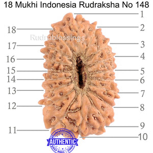 18 Mukhi Rudraksha from Indonesia - Bead No. 148