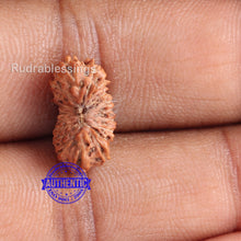 Load image into Gallery viewer, 18 Mukhi Rudraksha from Indonesia - Bead No. 149
