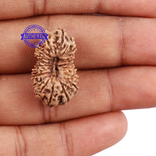 Load image into Gallery viewer, 18 Mukhi Rudraksha from Indonesia - Bead No. 151