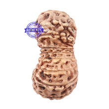 Load image into Gallery viewer, 18 Mukhi Rudraksha from Indonesia - Bead No. 151