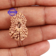 Load image into Gallery viewer, 18 Mukhi Rudraksha from Indonesia - Bead No. 152