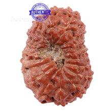 Load image into Gallery viewer, 18 Mukhi Rudraksha from Indonesia - Bead No. 153