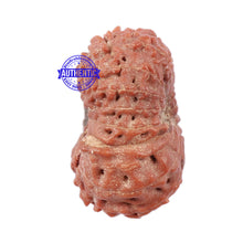 Load image into Gallery viewer, 18 Mukhi Rudraksha from Indonesia - Bead No. 153