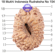 Load image into Gallery viewer, 18 Mukhi Rudraksha from Indonesia - Bead No. 154