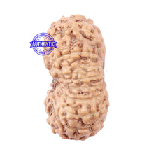 Load image into Gallery viewer, 18 Mukhi Rudraksha from Indonesia - Bead No. 154