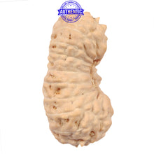 Load image into Gallery viewer, 18 Mukhi Rudraksha from Indonesia - Bead No. 47