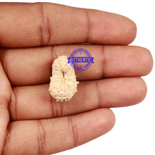 Load image into Gallery viewer, 18 Mukhi Rudraksha from Indonesia - Bead No. 47