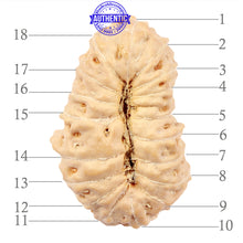 Load image into Gallery viewer, 18 Mukhi Rudraksha from Indonesia - Bead No. 47