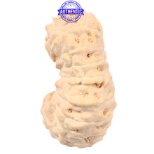 Load image into Gallery viewer, 18 Mukhi Rudraksha from Indonesia - Bead No. 47