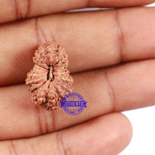 Load image into Gallery viewer, 18 Mukhi Rudraksha from Indonesia - Bead No. 60