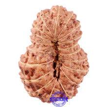 Load image into Gallery viewer, 18 Mukhi Rudraksha from Indonesia - Bead No. 60