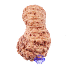 Load image into Gallery viewer, 18 Mukhi Rudraksha from Indonesia - Bead No. 60