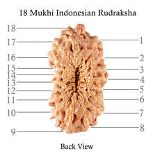 Load image into Gallery viewer, 18 Mukhi Rudraksha from Indonesia - Bead No. 110