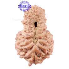 Load image into Gallery viewer, 18 Mukhi Rudraksha from Indonesia - Bead No. 157