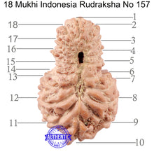 Load image into Gallery viewer, 18 Mukhi Rudraksha from Indonesia - Bead No. 157