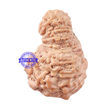 Load image into Gallery viewer, 18 Mukhi Rudraksha from Indonesia - Bead No. 157