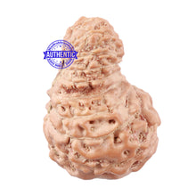 Load image into Gallery viewer, 18 Mukhi Rudraksha from Indonesia - Bead No. 157
