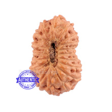 Load image into Gallery viewer, 18 Mukhi Rudraksha from Indonesia - Bead No. 120