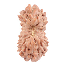 Load image into Gallery viewer, 18 Mukhi Rudraksha from Indonesia - Bead No. 123
