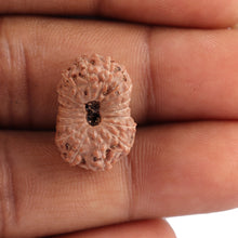 Load image into Gallery viewer, 18 Mukhi Rudraksha from Indonesia - Bead No. 116