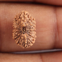 Load image into Gallery viewer, 18 Mukhi Rudraksha from Indonesia - Bead No. 118
