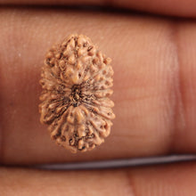 Load image into Gallery viewer, 18 Mukhi Rudraksha from Indonesia - Bead No. 118