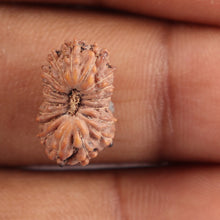 Load image into Gallery viewer, 18 Mukhi Rudraksha from Indonesia - Bead No. 119
