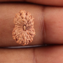 Load image into Gallery viewer, 18 Mukhi Rudraksha from Indonesia - Bead No. 120