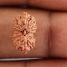 Load image into Gallery viewer, 18 Mukhi Rudraksha from Indonesia - Bead No. 121
