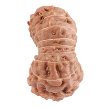 Load image into Gallery viewer, 18 Mukhi Rudraksha from Indonesia - Bead No. 116