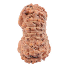 Load image into Gallery viewer, 18 Mukhi Rudraksha from Indonesia - Bead No. 119