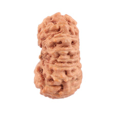 Load image into Gallery viewer, 18 Mukhi Rudraksha from Indonesia - Bead No. 120
