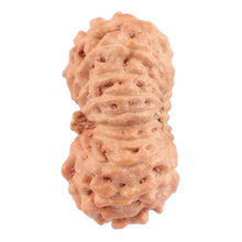 Load image into Gallery viewer, 18 Mukhi Rudraksha from Indonesia - Bead No. 121