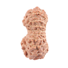 Load image into Gallery viewer, 18 Mukhi Rudraksha from Indonesia - Bead No. 123