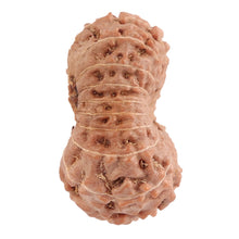 Load image into Gallery viewer, 18 Mukhi Rudraksha from Indonesia - Bead No. 116