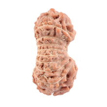 Load image into Gallery viewer, 18 Mukhi Rudraksha from Indonesia - Bead No. 123