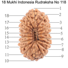 Load image into Gallery viewer, 18 Mukhi Rudraksha from Indonesia - Bead No. 118