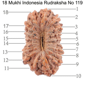 18 Mukhi Rudraksha from Indonesia - Bead No. 119